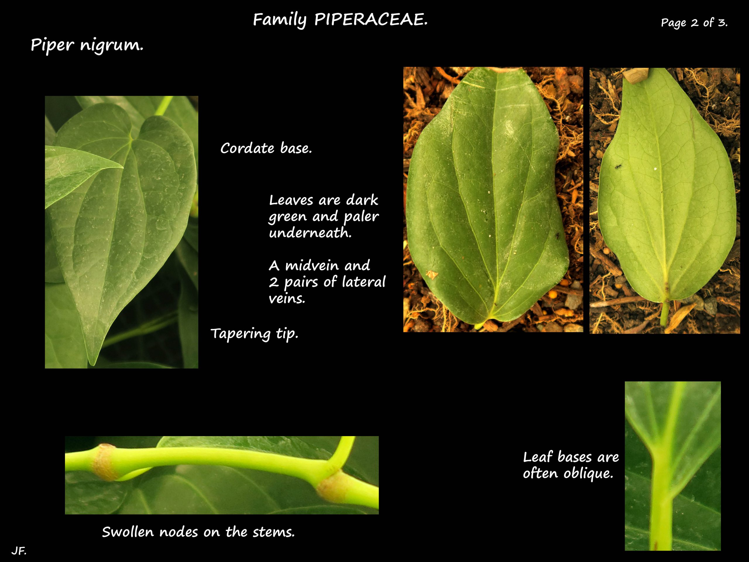 2 Piper nigrum leaves